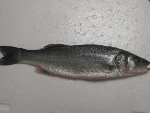fresh whole round sea bass from Turkey