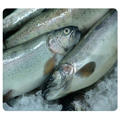 fresh rainbow trout exporter